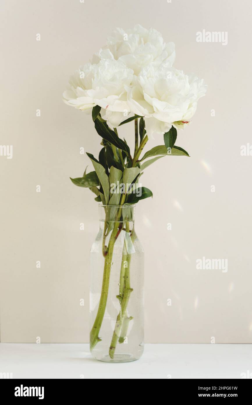 One single flower of white peony in a glass vase on pastel background, light and spring, tender Valentin`s gift Stock Photo